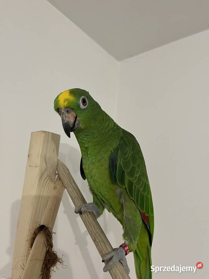 Papuga Amazonka żółtogłowa Sierosław