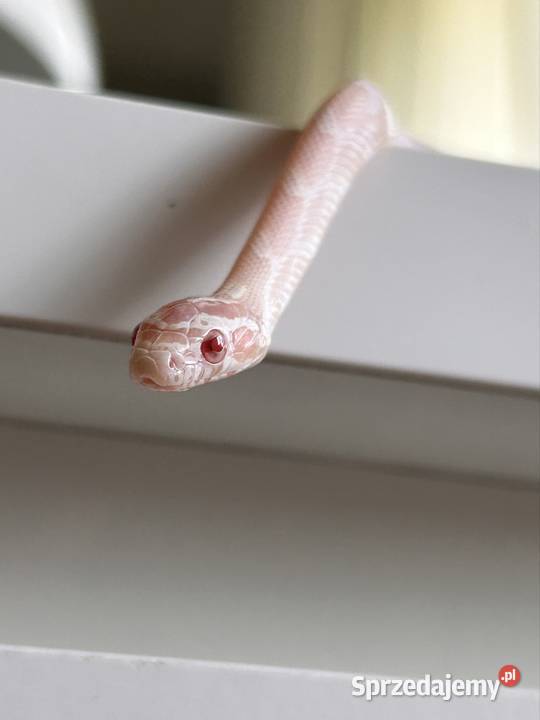 Wąż zbożowy snow sprzedam