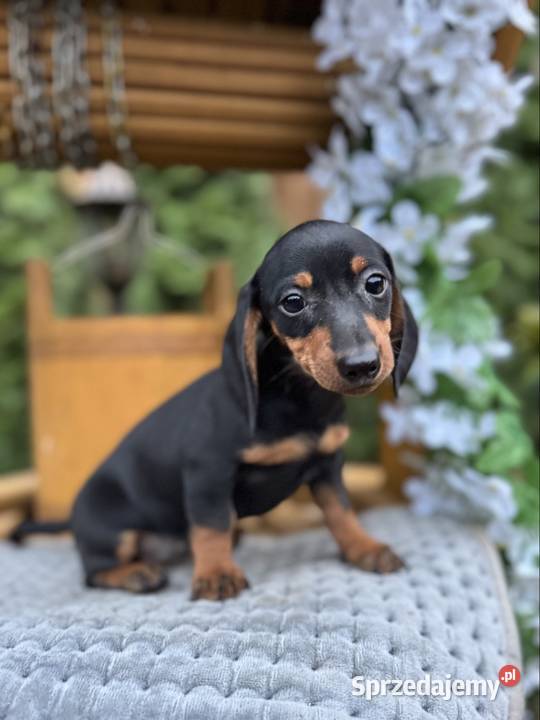 Cudowna sunia Jamnik miniaturowy standard czarno Kraków