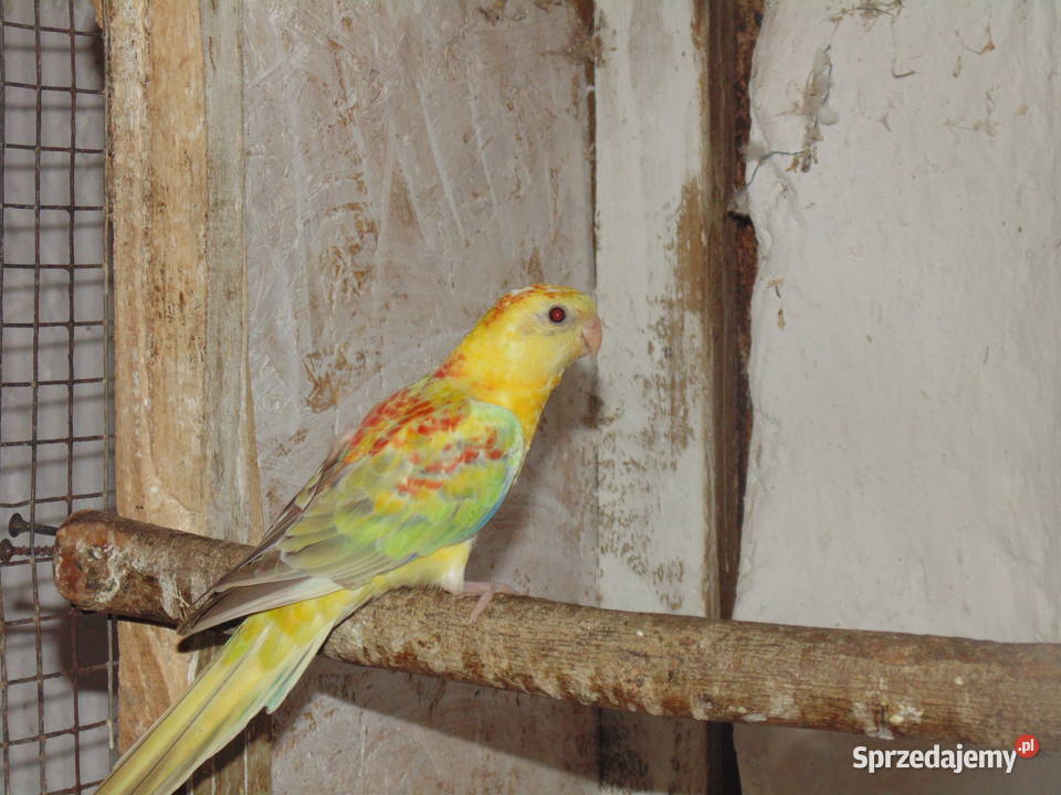 swiergotki śląskie