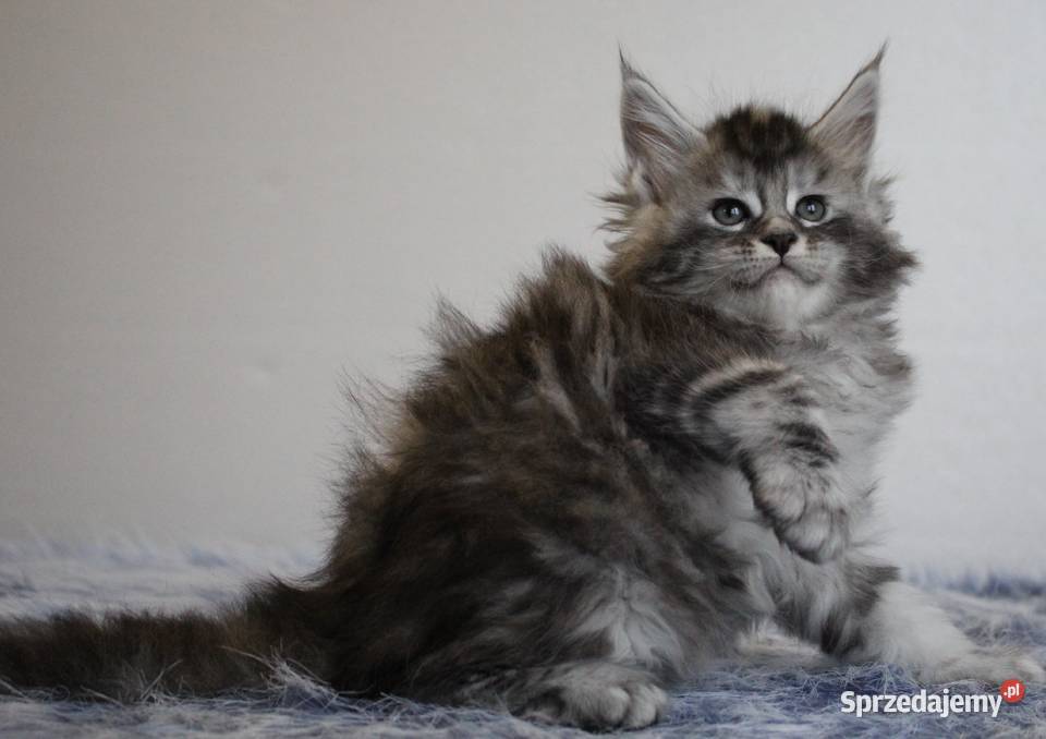 Jedna koteczka i trzy kocurki maine coon