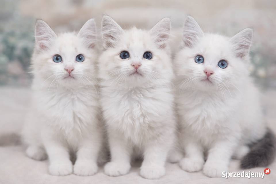 Zefir Dumka cudowne kocięta neva masquerade Syberyjski Warszawa