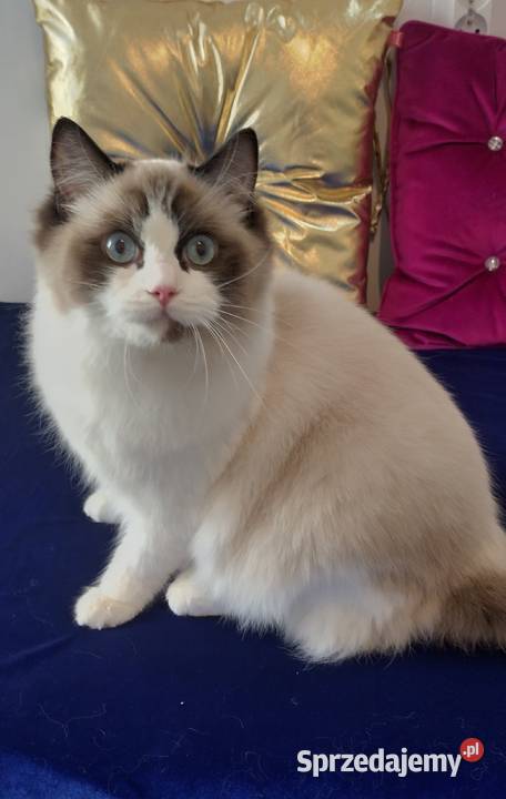 Kotka ragdoll 2 letnia zabiegu sterylizacji