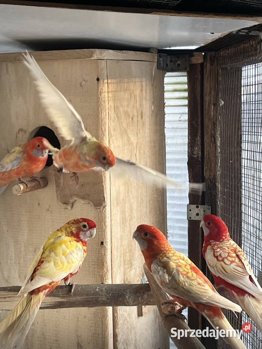 Rozele Królewska Pastel pomorskie Sztum sprzedam