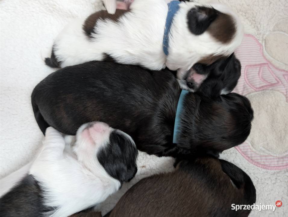 Szczenięta shih tzu z genem blue Zawiercie