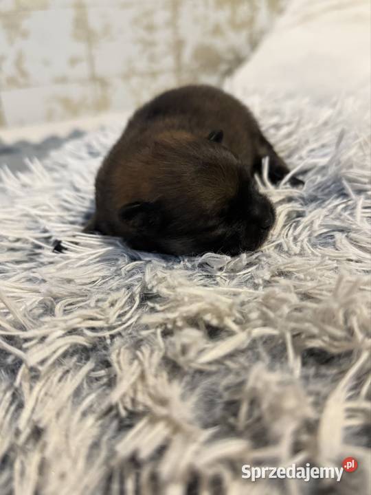 Szpic miniaturowy pomeranian Gliwice sprzedam