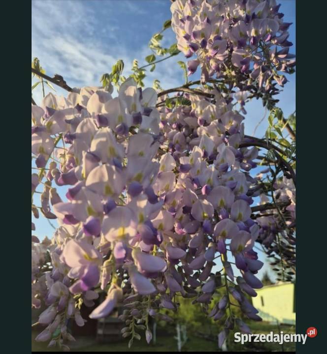 Ogródek dzialkowy Wrocław