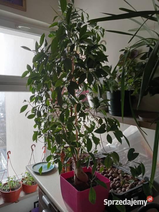 KWIAT mazowieckie Warszawa sprzedam