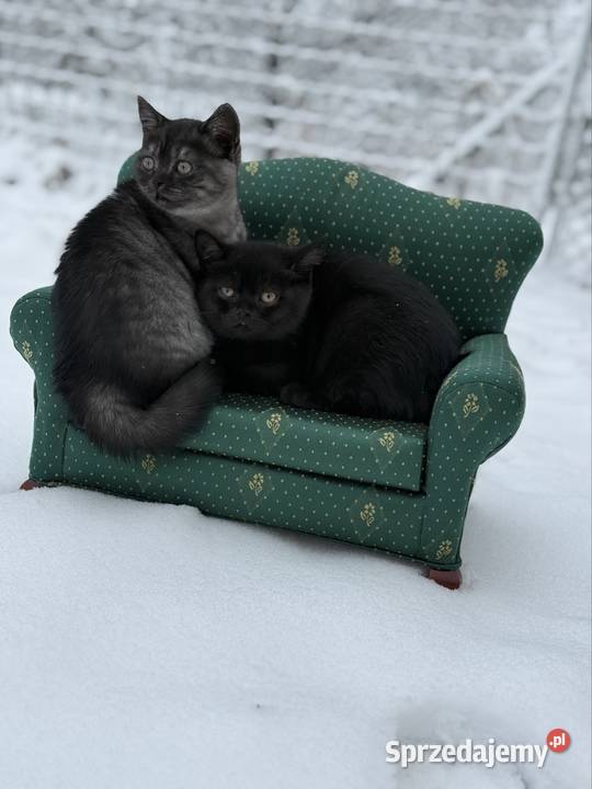 Brytyjskie koty czarnoniebieskie Grochowa sprzedam