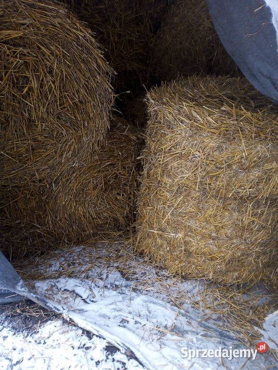 Słoma 120x120 Bądkowo