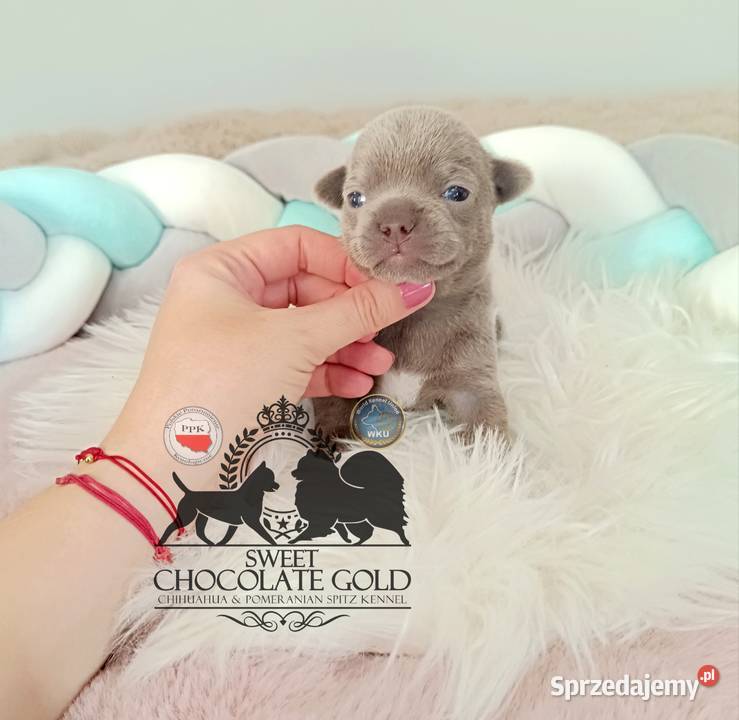 Chihuahua piesek liliowy krótkowłosy piękny Warszawa