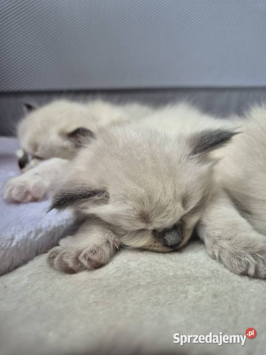 Kocięta Ragdoll Rodowód wyprawka