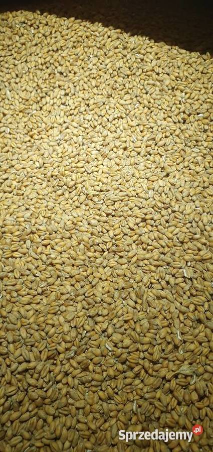 Słonecznik Owies Kukurydza Groch Sorgo Gryka małopolskie Frydrychowice