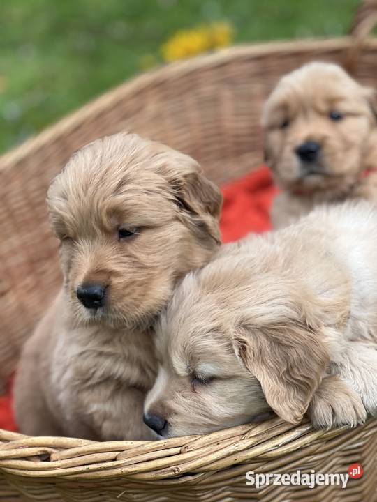 Golden Retriever ZKwP FCI ciemnozłoty linia pomorskie Żukowo sprzedam