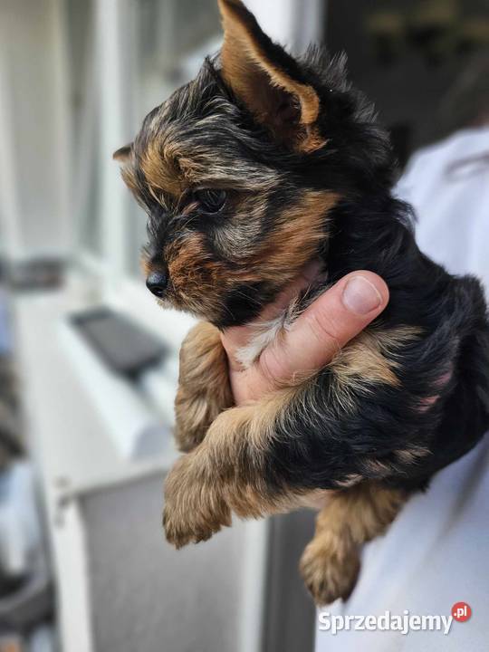 Yorkshire terrier Malutka Dziewczynka Mini Częstochowa sprzedam