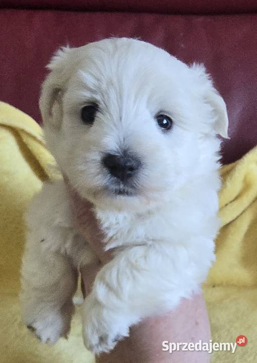 West highland white terrier suczka westi zkwp Piątkowisko sprzedam