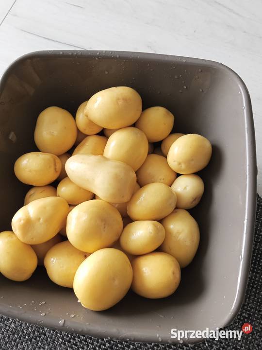 Sprzedam Rolnictwo Rogoźno