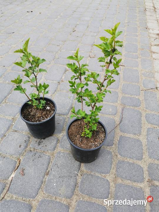 Pęcherznica kalinolistna sadzonki 15 l 05l Liściaste