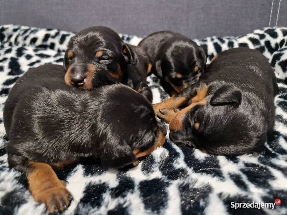 Pinczer Miniaturowy ZKwP FCI szczenięta Wrocław