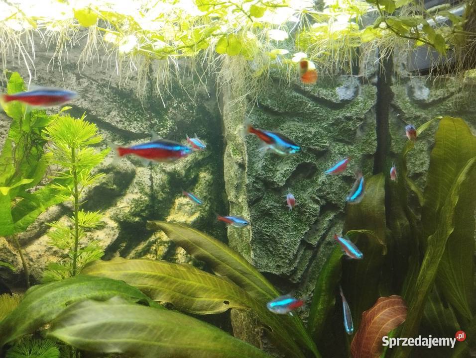 Neon inessa ryby akwariowe Zawichost