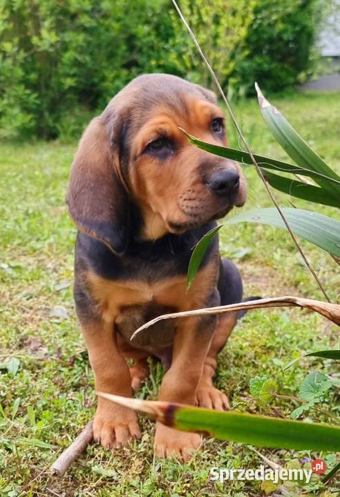 Szczeniak Ogar Polski FCI