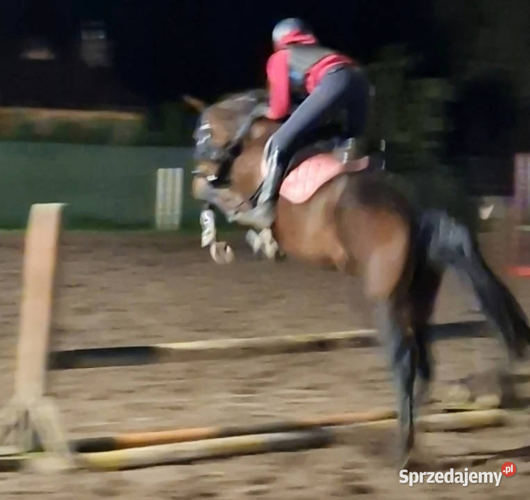 ChatGPT powiedział Młoda klacz z potencjałem Czarnków