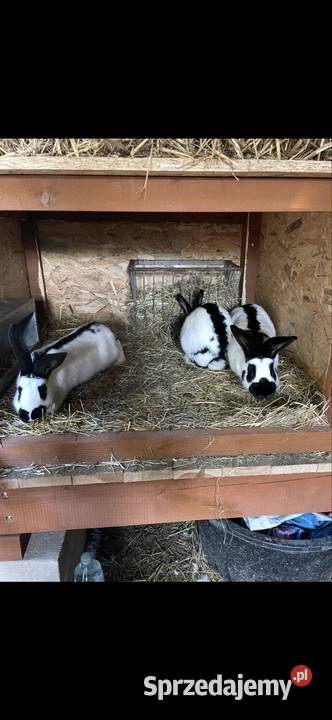 Króliki srokacze samce samice Króliki Żyrowa