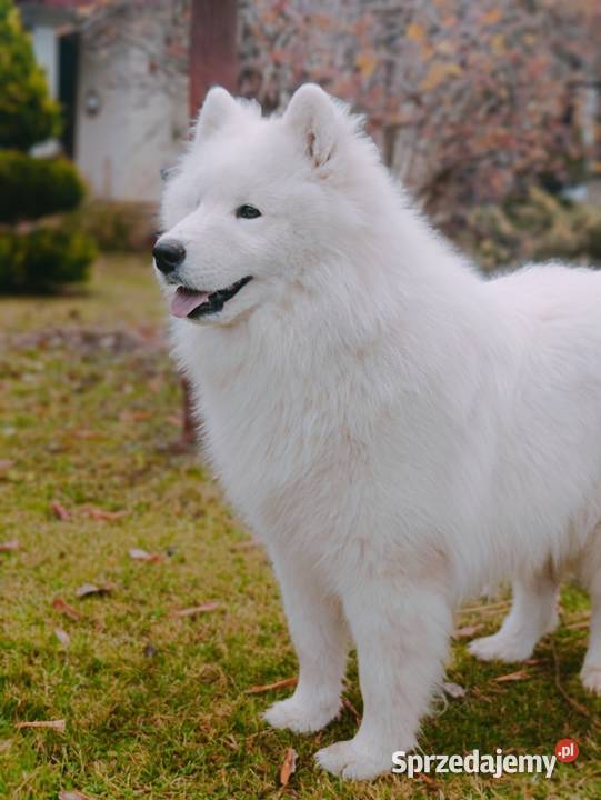 Samoyed piesek 8 miesięcy Olszówka