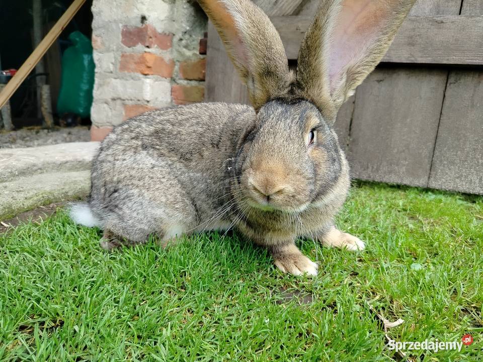 Królik olbrzym belgijski Kumelsk sprzedam