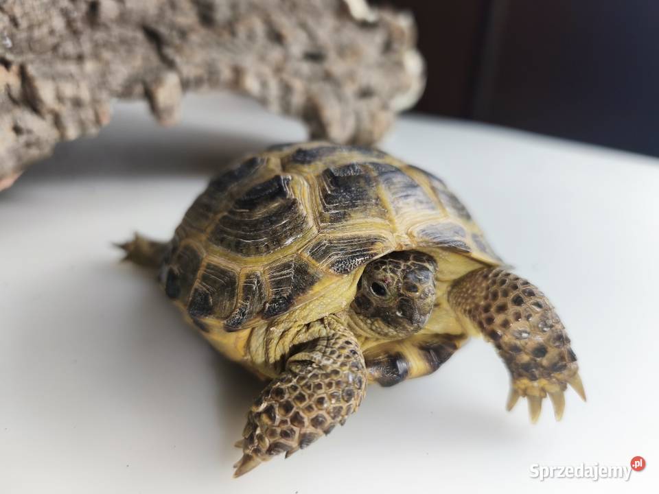 Żółw stepowy Testudo horsfieldii młode gady dolnośląskie Wałbrzych
