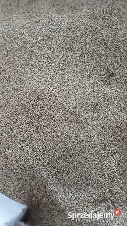 Jęczmień świętokrzyskie Prząsław Mały