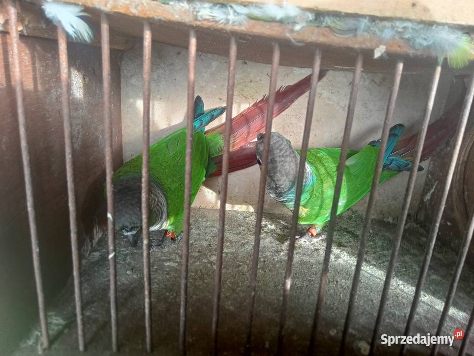 Rudosterki Wawrzeńczyce