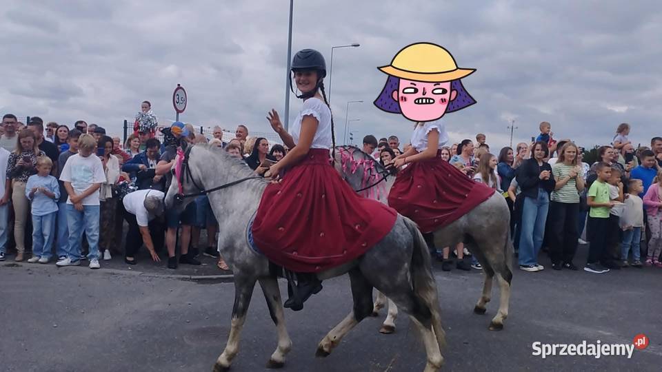 4letni Ogier Walijski Reńska Wieś