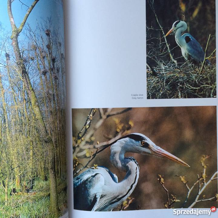 1086 Kraina Puszcz i Bagien