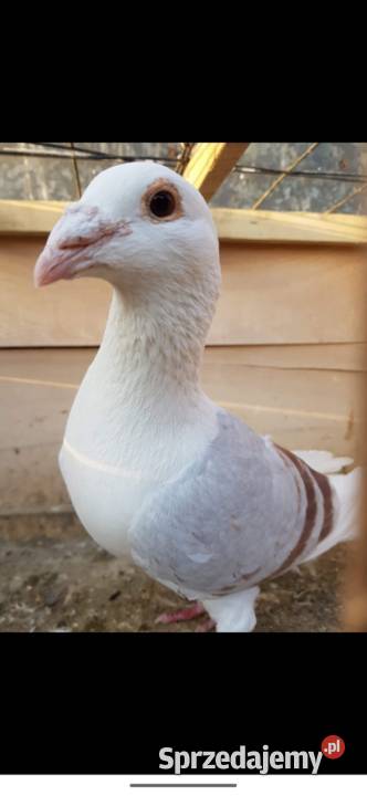 Gołębie śląskie tarczowe Ptaki Lubraniec sprzedam