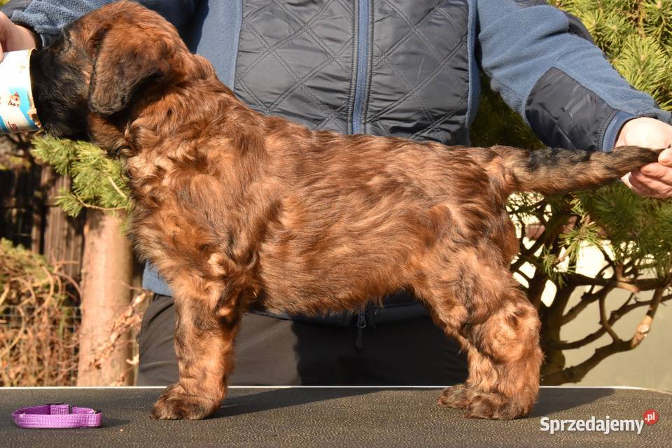 Owczarek Francuski Briard szczenięta małopolskie Kraków
