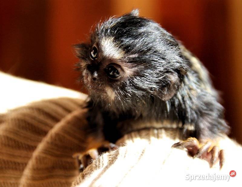 Tamaryna złotoręka Łódź sprzedam