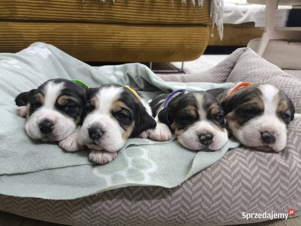szczeniak pies Beagle rodowód Bielsk Podlaski