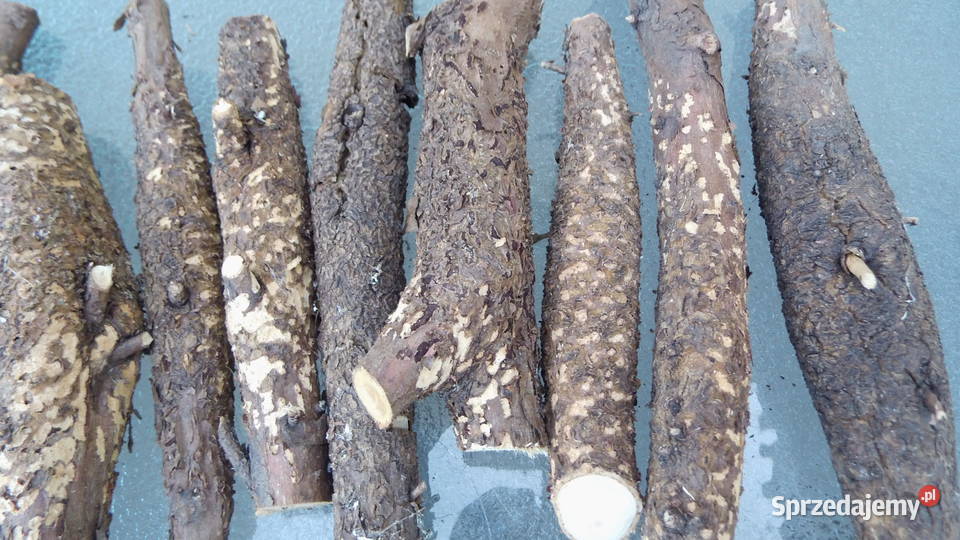 Noże Bagnety Oprawa Czeczota Kap Militaria Radzewice sprzedam