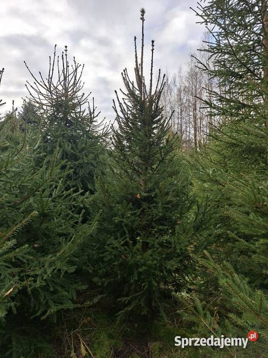 Sprzedaż choinek łódzkie Godzianów