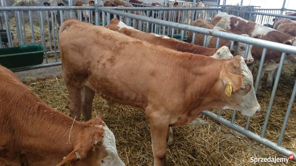 Byczki simental 100 Pozostałe kujawsko-pomorskie Złotniki Kujawskie