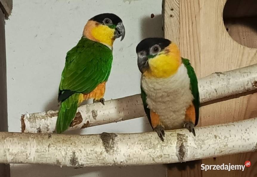 Aleksandretty Rudosterki i inne Papugi Żabno