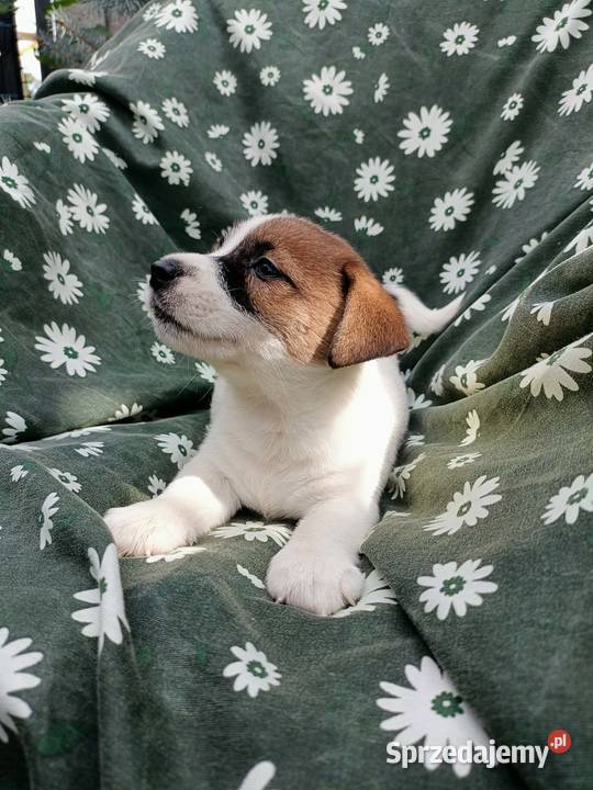 Wzorcowe Jack Russell terrier rodzice rodowód międzynarodowy FCI