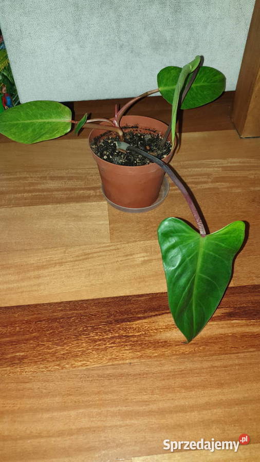 Filodendron czerwieniejący Philodendron