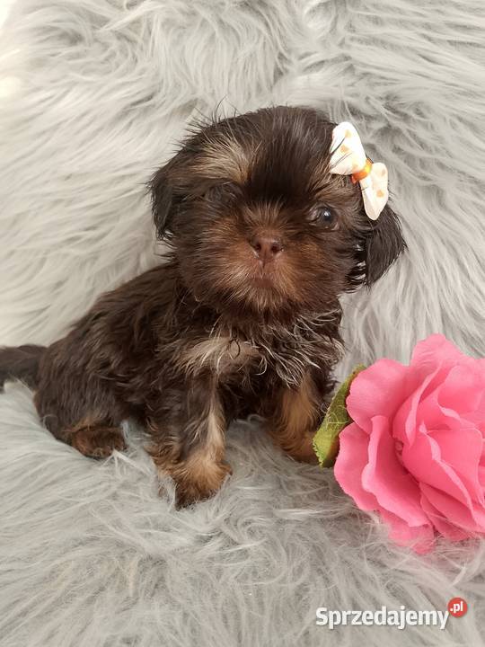 Gotowa do odbioru czekolada suczka rasy ShihTzu wielkopolskie