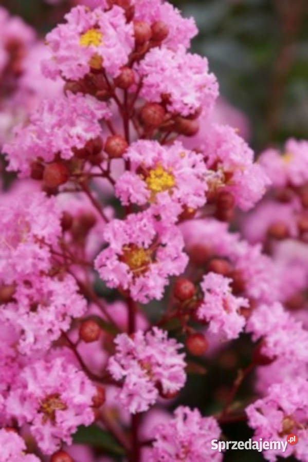 LAGERSTROEMIA EVELINE sadzonki w doniczkach Ustronie