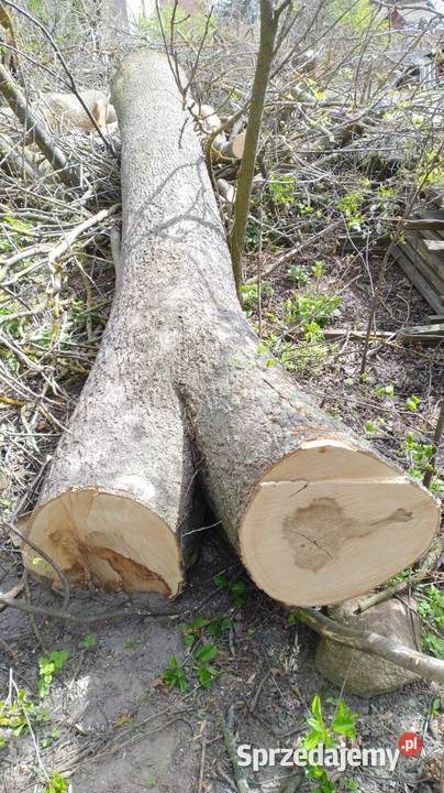 Jesion Drewno konstrukcyjne Horodyszcze