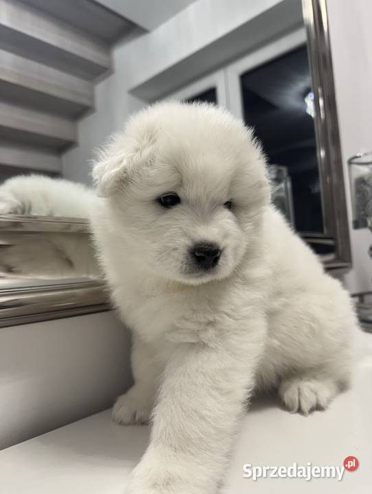 Szczeniaki Samoyed FCI Oleśnica