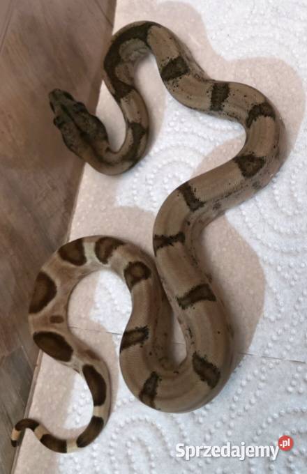 Boa junglemotley leopard Gady i płazy Inowrocław