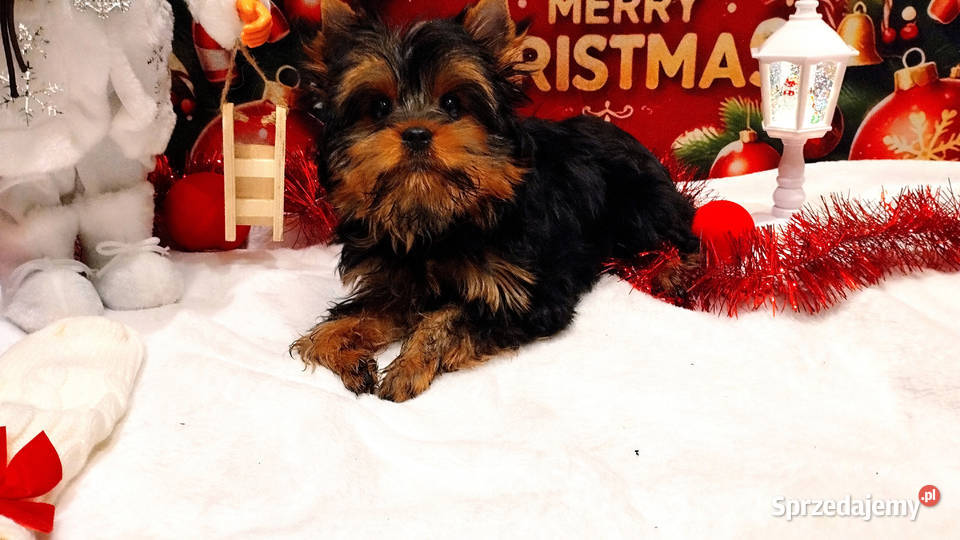 York szczenięta Championach z rodowodem hodowla Wrocław